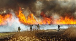 Foto: Die Silhouetten von vier Feuerwehrleuten sind vor einem Feldbrand erkennbar.